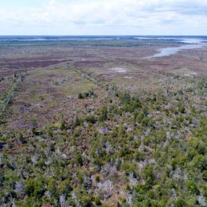 Photo of UNDER CONTRACT!  Duck Impoundment and Hunting Land For Sale in Pamlico County NC!