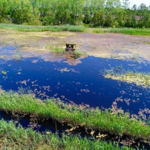 Photo of UNDER CONTRACT!  Duck Impoundment and Hunting Land For Sale in Pamlico County NC!