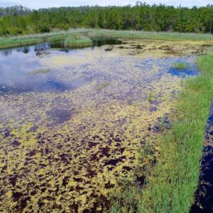 Photo of UNDER CONTRACT!  Duck Impoundment and Hunting Land For Sale in Pamlico County NC!