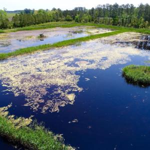 Photo of UNDER CONTRACT!  Duck Impoundment and Hunting Land For Sale in Pamlico County NC!