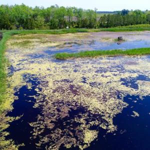 Photo of UNDER CONTRACT!  Duck Impoundment and Hunting Land For Sale in Pamlico County NC!