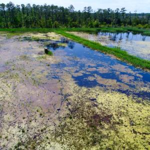Photo of UNDER CONTRACT!  Duck Impoundment and Hunting Land For Sale in Pamlico County NC!