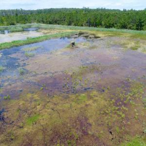 Photo of UNDER CONTRACT!  Duck Impoundment and Hunting Land For Sale in Pamlico County NC!