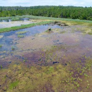 Photo of UNDER CONTRACT!  Duck Impoundment and Hunting Land For Sale in Pamlico County NC!