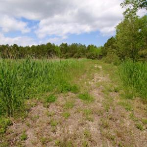 Photo of UNDER CONTRACT!  Duck Impoundment and Hunting Land For Sale in Pamlico County NC!