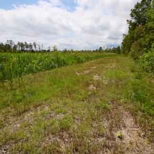 Photo of UNDER CONTRACT!  Duck Impoundment and Hunting Land For Sale in Pamlico County NC!