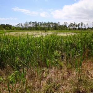 Photo of UNDER CONTRACT!  Duck Impoundment and Hunting Land For Sale in Pamlico County NC!