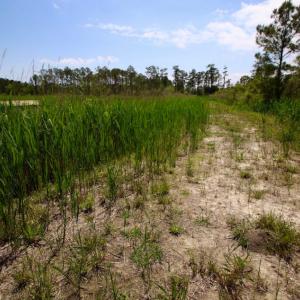 Photo of UNDER CONTRACT!  Duck Impoundment and Hunting Land For Sale in Pamlico County NC!