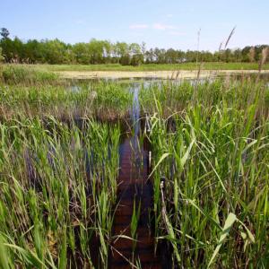 Photo of UNDER CONTRACT!  Duck Impoundment and Hunting Land For Sale in Pamlico County NC!