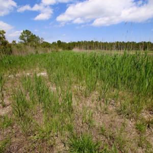 Photo of UNDER CONTRACT!  Duck Impoundment and Hunting Land For Sale in Pamlico County NC!
