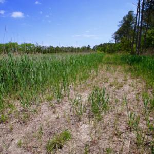Photo of UNDER CONTRACT!  Duck Impoundment and Hunting Land For Sale in Pamlico County NC!