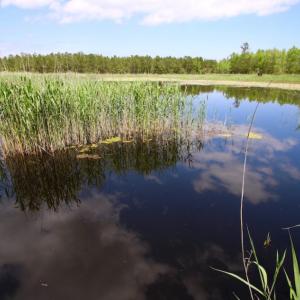 Photo of UNDER CONTRACT!  Duck Impoundment and Hunting Land For Sale in Pamlico County NC!