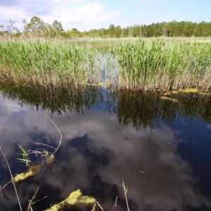 Photo of UNDER CONTRACT!  Duck Impoundment and Hunting Land For Sale in Pamlico County NC!