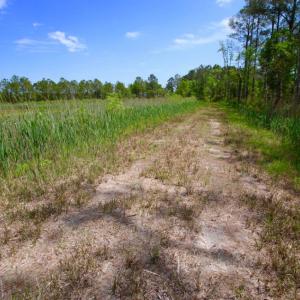Photo of UNDER CONTRACT!  Duck Impoundment and Hunting Land For Sale in Pamlico County NC!