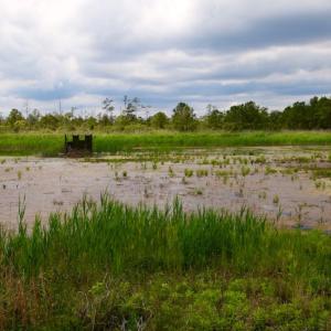 Photo of UNDER CONTRACT!  Duck Impoundment and Hunting Land For Sale in Pamlico County NC!
