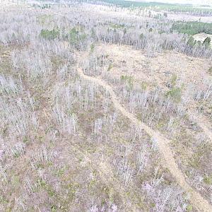 Photo of SOLD!  20 Acres of Prime Hunting and Recreational Land For Sale in Dinwiddie County VA!