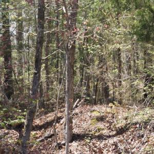 Photo of SOLD!  20 Acres of Prime Hunting and Recreational Land For Sale in Dinwiddie County VA!