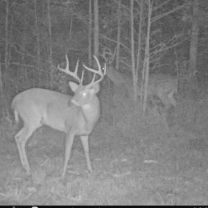 Photo of UNDER CONTRACT!  59 Acres of Hunting and Timber Land with Home For Sale in Bertie County NC!