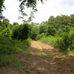 Photo of UNDER CONTRACT!  59 Acres of Hunting and Timber Land with Home For Sale in Bertie County NC!
