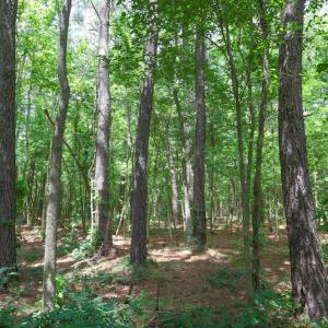Photo of UNDER CONTRACT!  59 Acres of Hunting and Timber Land with Home For Sale in Bertie County NC!