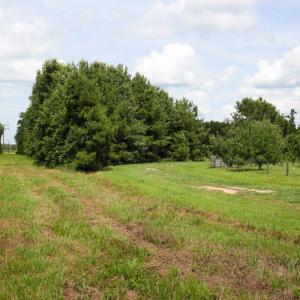 Photo of UNDER CONTRACT!  59 Acres of Hunting and Timber Land with Home For Sale in Bertie County NC!