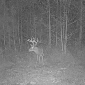 Photo of UNDER CONTRACT!  59 Acres of Hunting and Timber Land with Home For Sale in Bertie County NC!
