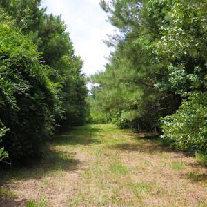 Photo of UNDER CONTRACT!  59 Acres of Hunting and Timber Land with Home For Sale in Bertie County NC!