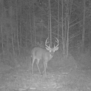 Photo of UNDER CONTRACT!  59 Acres of Hunting and Timber Land with Home For Sale in Bertie County NC!