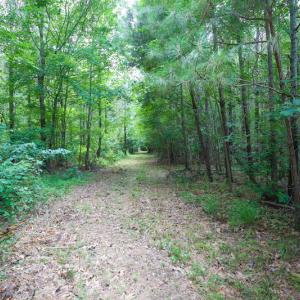 Photo of UNDER CONTRACT!  59 Acres of Hunting and Timber Land with Home For Sale in Bertie County NC!