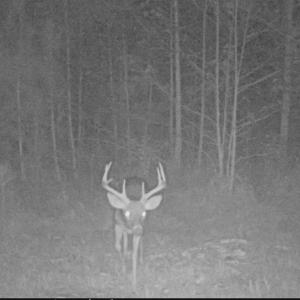 Photo of UNDER CONTRACT!  59 Acres of Hunting and Timber Land with Home For Sale in Bertie County NC!