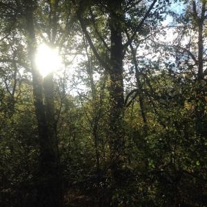Photo of SOLD!!  31 Acres of Riverfront Hunting Land For Sale in Halifax County VA!