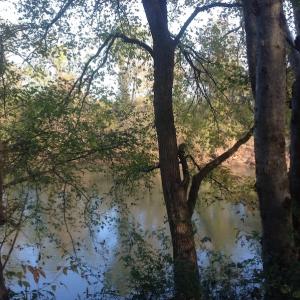 Photo of SOLD!!  31 Acres of Riverfront Hunting Land For Sale in Halifax County VA!