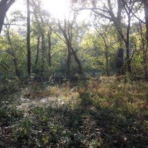 Photo of SOLD!!  31 Acres of Riverfront Hunting Land For Sale in Halifax County VA!