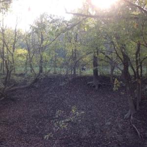 Photo of SOLD!!  31 Acres of Riverfront Hunting Land For Sale in Halifax County VA!