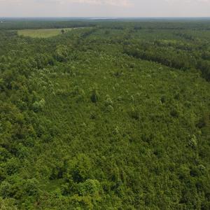 Photo of UNDER CONTRACT!  25.04 Acres of Hunting Land For Sale in Warren County NC!