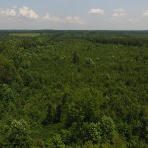 Photo of UNDER CONTRACT!  25.04 Acres of Hunting Land For Sale in Warren County NC!