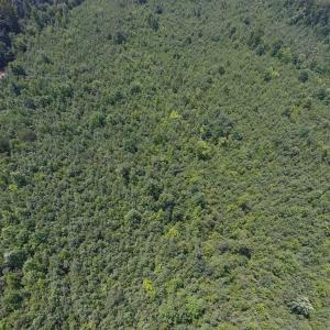 Photo of UNDER CONTRACT!  25.04 Acres of Hunting Land For Sale in Warren County NC!