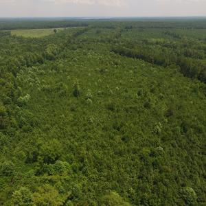 Photo of UNDER CONTRACT!  25.04 Acres of Hunting Land For Sale in Warren County NC!