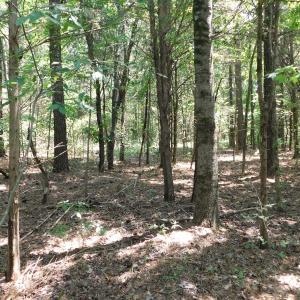 Photo of UNDER CONTRACT!  25.04 Acres of Hunting Land For Sale in Warren County NC!