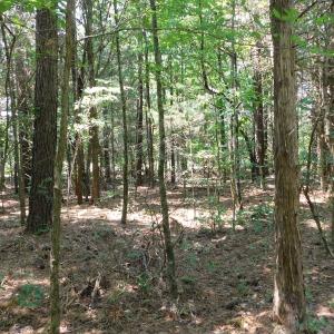 Photo of UNDER CONTRACT!  25.04 Acres of Hunting Land For Sale in Warren County NC!