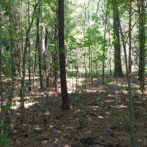 Photo of UNDER CONTRACT!  25.04 Acres of Hunting Land For Sale in Warren County NC!