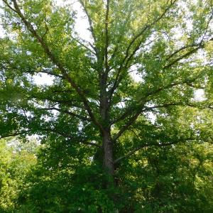 Photo of UNDER CONTRACT!  25.04 Acres of Hunting Land For Sale in Warren County NC!