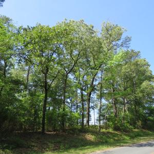 Photo of UNDER CONTRACT!  91 Acres of Farm and Timber Land For Sale in Robeson County NC!