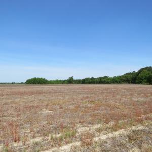 Photo of UNDER CONTRACT!  91 Acres of Farm and Timber Land For Sale in Robeson County NC!