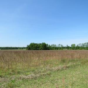 Photo of UNDER CONTRACT!  91 Acres of Farm and Timber Land For Sale in Robeson County NC!
