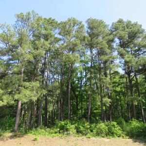 Photo of UNDER CONTRACT!  91 Acres of Farm and Timber Land For Sale in Robeson County NC!