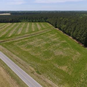 Photo of UNDER CONTRACT!  33 Acres of Hunting and Timber Land For Sale in Wilson County NC!