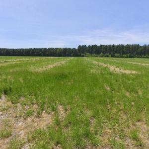 Photo of UNDER CONTRACT!  33 Acres of Hunting and Timber Land For Sale in Wilson County NC!
