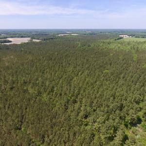 Photo of UNDER CONTRACT!  33 Acres of Hunting and Timber Land For Sale in Wilson County NC!