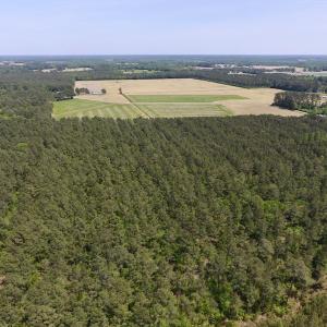Photo of UNDER CONTRACT!  33 Acres of Hunting and Timber Land For Sale in Wilson County NC!